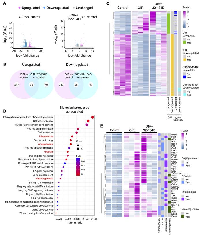 Gene expression changes following intraocular administration of 32-134D....