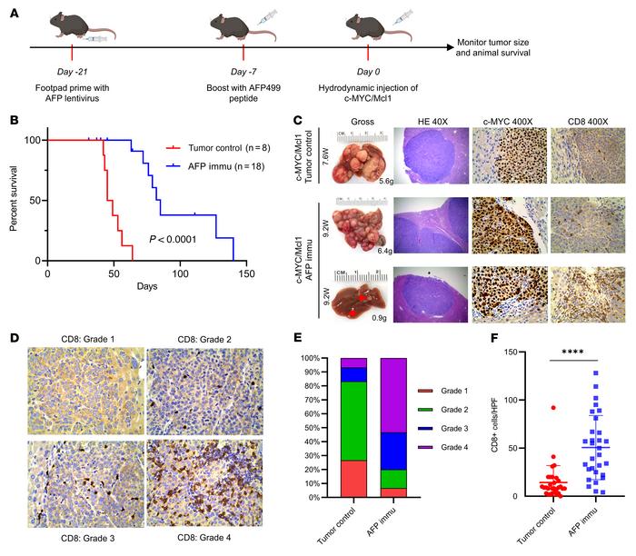 AFP immunization prevents the autologous HCC formation induced by c-MYC/...