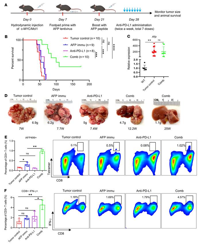 AFP immunization synergizes with anti–PD-L1 to inhibit c-MYC/Mcl1–induce...
