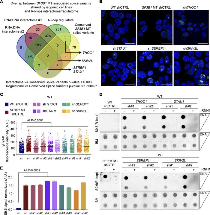 R-loop accumulation is induced by SF3B1 mutation–associated loss-of-func...