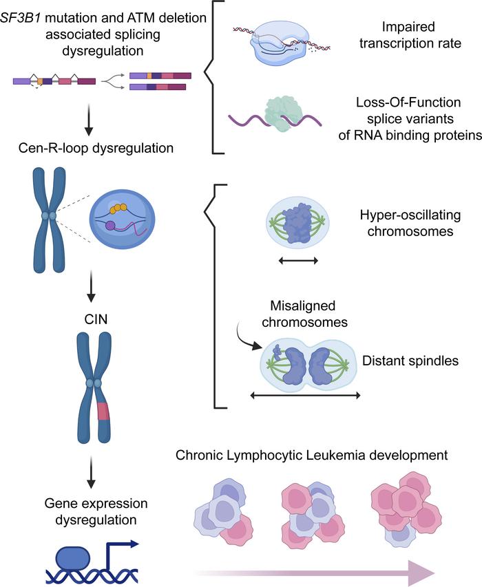 Working model.
SF3B1 mutation and ATM deletion together promote cen-R-lo...