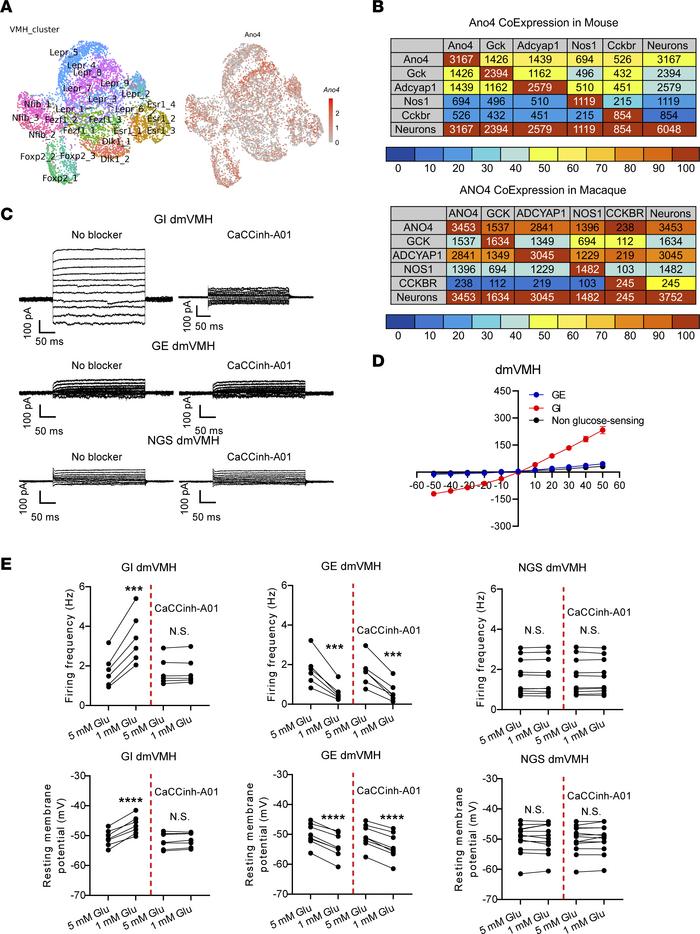 Ano4 mediates glucose sensing of VMH GI neurons.
(A) Clusters classified...