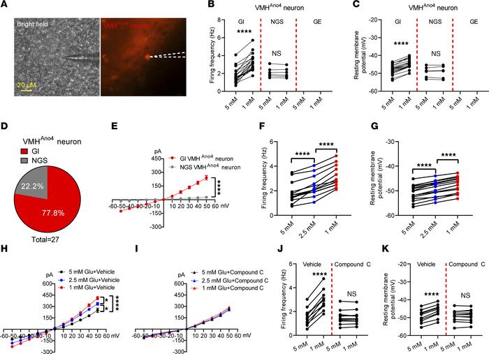 Electrical responses of VMHAno4 neurons to glucose fluctuation.
(A) Expe...