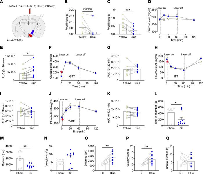 Optogenetic stimulation of VMHnon–Ano4 neurons suppresses food intake an...