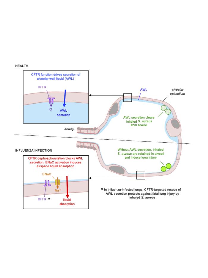 JCI - Rescue of alveolar wall liquid secretion blocks fatal lung injury ...