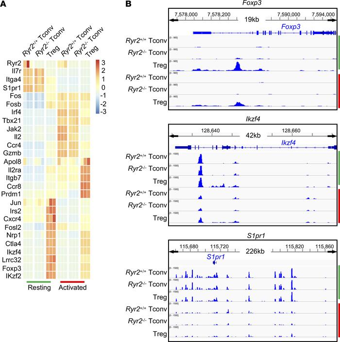 RyR2 deficiency per se mediates contact-dependent suppression.
(A) Trans...
