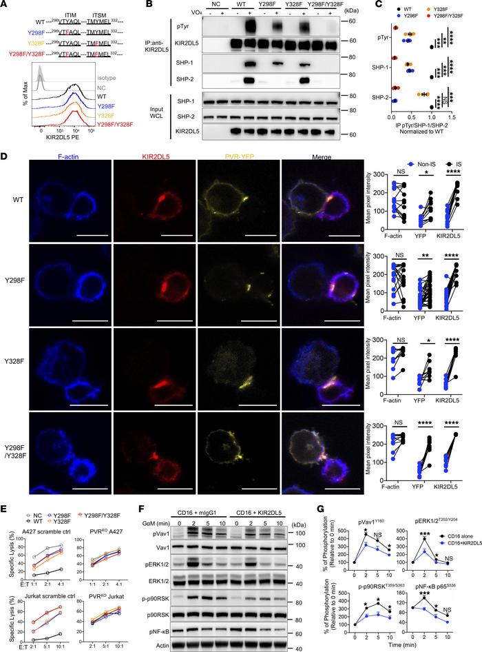 KIR2DL5 ITIM and ITSM mediated NK cell inhibition and suppressed downstr...