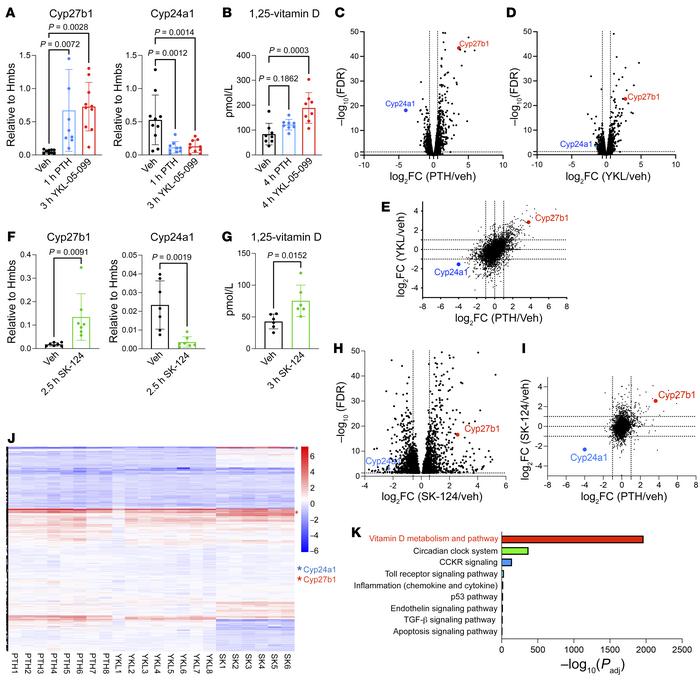 Pharmacologic SIK inhibitors increase renal Cyp27b1 expression and vitam...