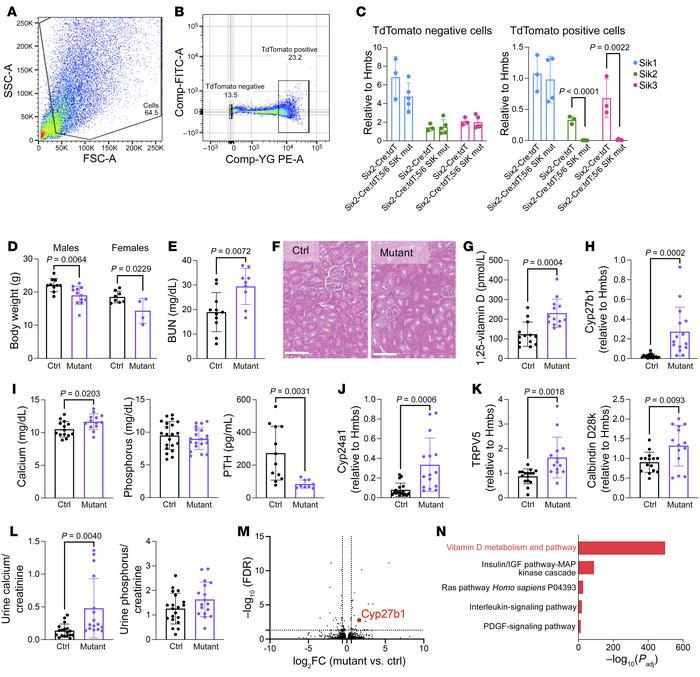 Renal pseudohyperparathyroidism upon kidney-specific SIK deletion.
(A an...