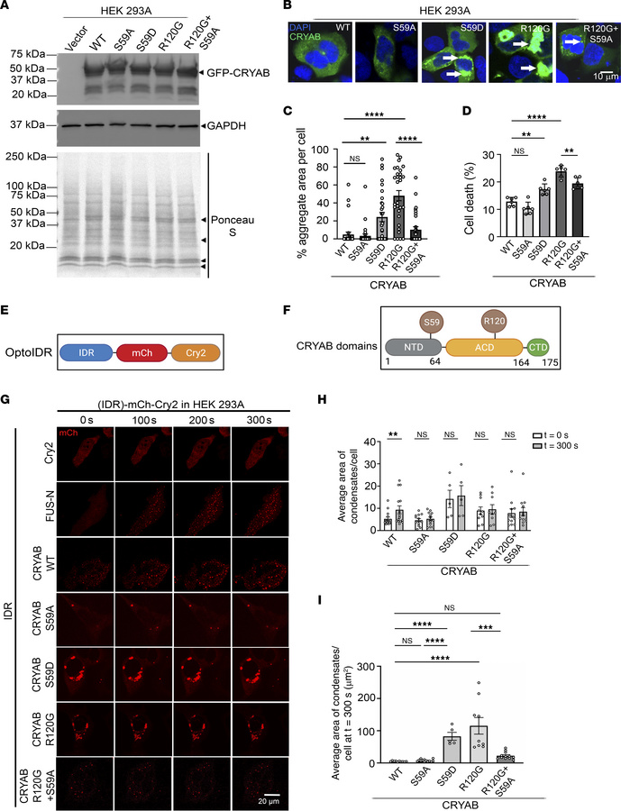 Phosphorylation of CRYAB at S59 makes it aggregate prone and toxic.
(A) ...