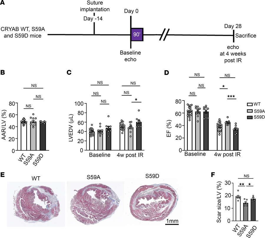 Knockin of phosphorylation-deficient alanine instead of serine at positi...
