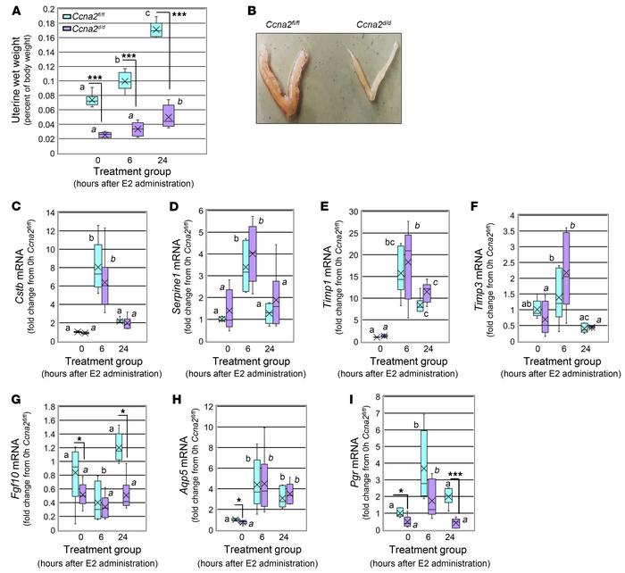 Select impaired estrogen action in Ccna2d/d uteri.
(A) Uterine wet weigh...