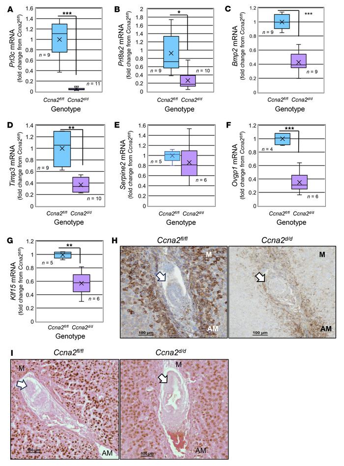 Ccna2 is essential for optimal decidualization in vivo.
(A–G) qRT-PCR wa...