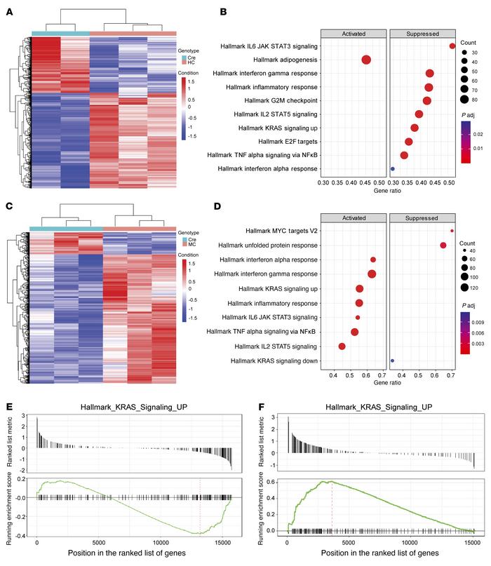 HPK1 regulates Ras signaling and inflammatory pathways.
(A and C) Heatma...