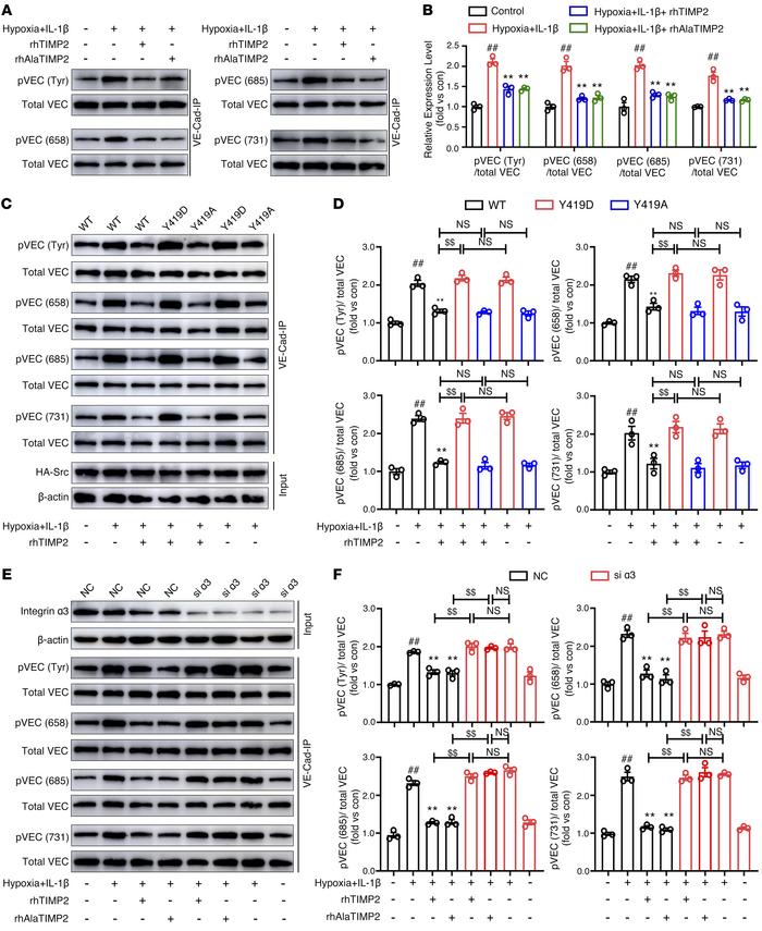 TIMP2 decreases hypoxic plus IL-1β injury–induced VE-cadherin phosphoryl...