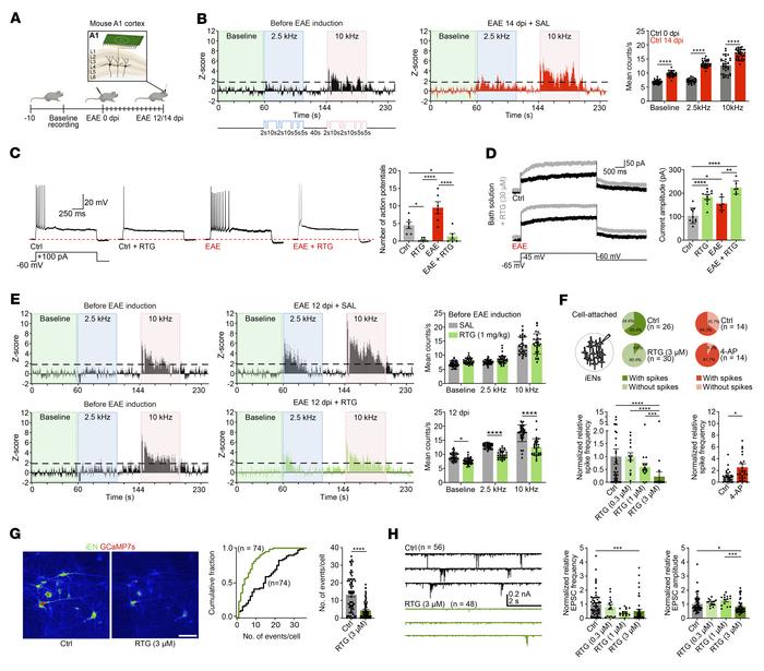 Altered neuronal excitability and network activity in EAE.
(A) Cartoon i...