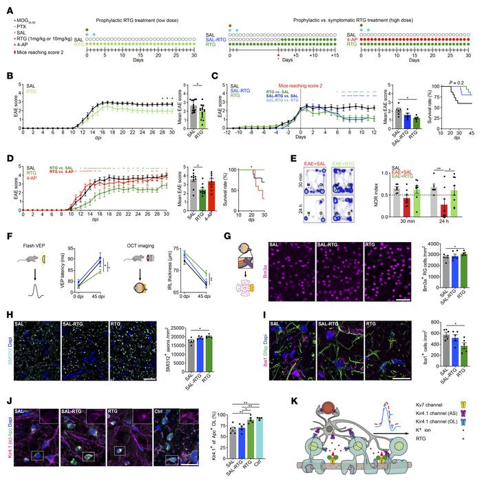 Neuroprotective effects of RTG on structural and functional levels.
(A) ...