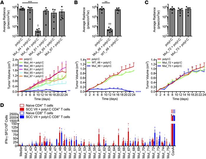 Deconvolution of CD4+ and CD8+ T cell responses to SCC VII-derived neoan...