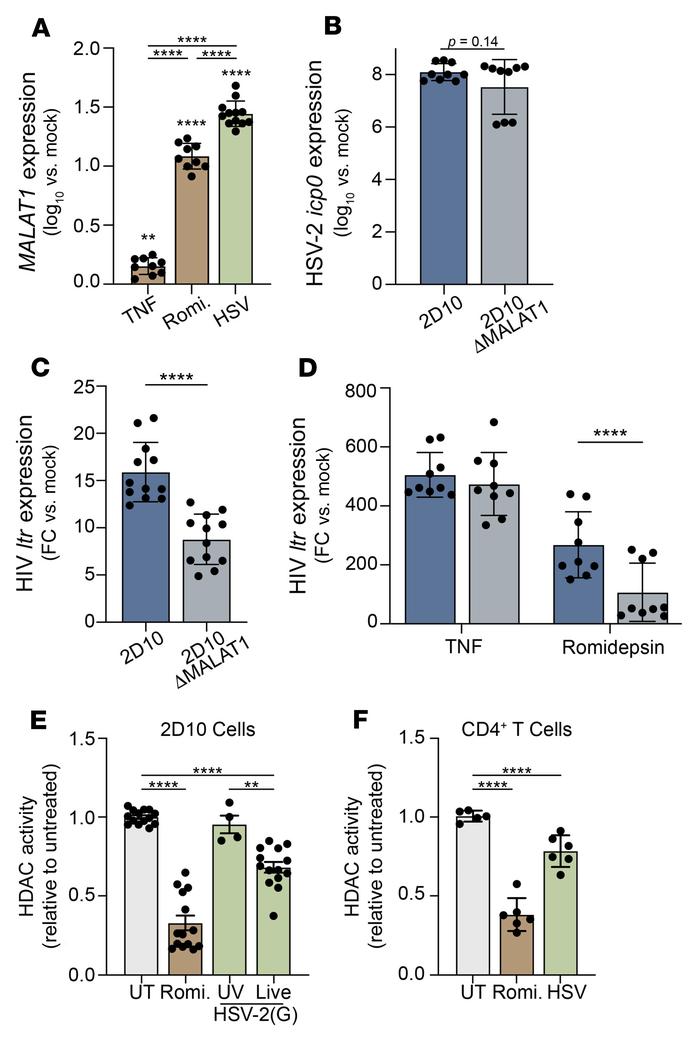 HSV-2–induced reactivation is decreased in the absence of MALAT1.
(A) 2D...