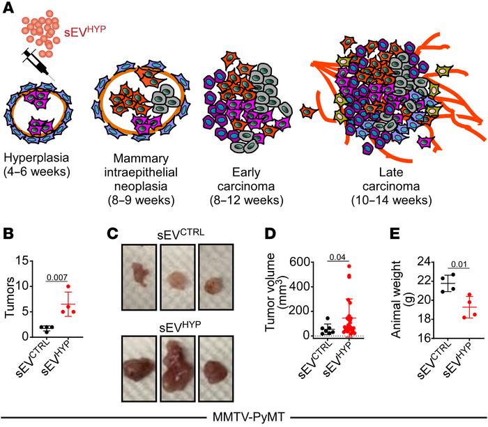 sEVHYP-HIF1α signaling accelerates breast tumorigenesis in vivo.
(A) Sch...