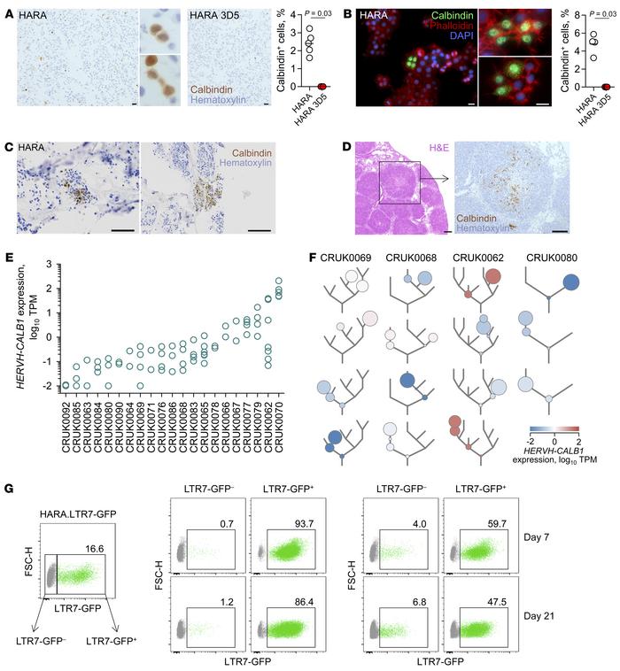 Cellular heterogeneity in HERVH-CALB1 expression.
(A) Immunocytochemical...