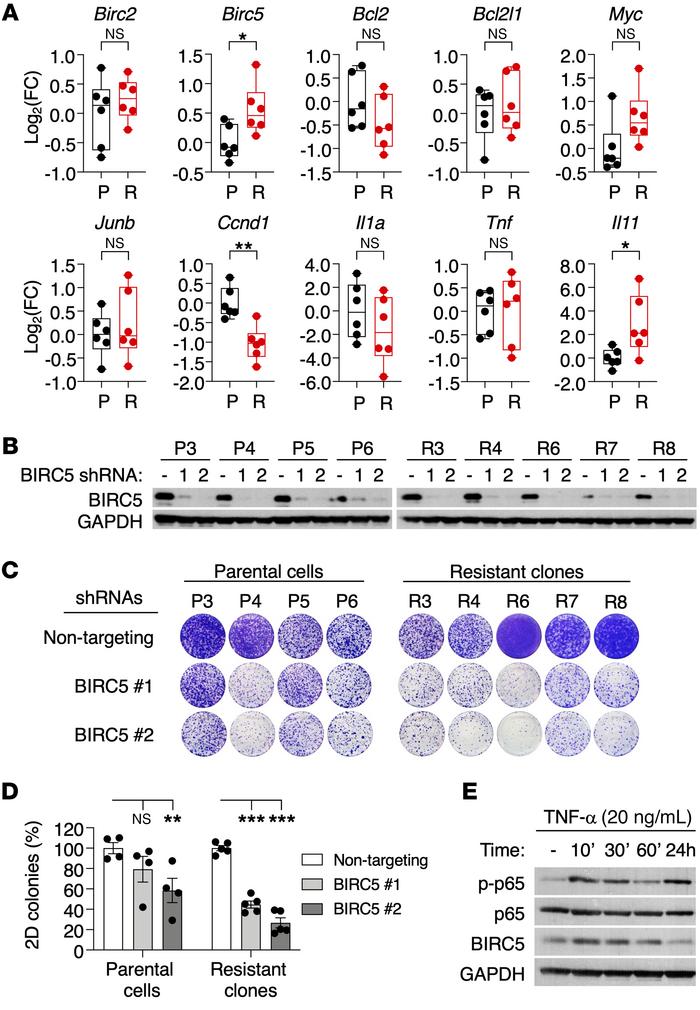 BIRC5 is required for survival of resistant Kras+/–;Trp53–/– clones.
(A)...
