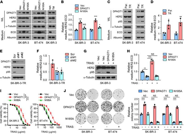 DPAGT1 induces HER2 shedding and trastuzumab resistance.
(A) IB analysis...