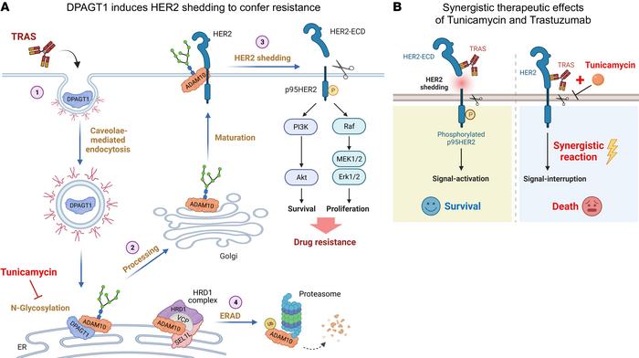 Study model.
(A) The mechanism for DPAGT1-induced HER2 shedding and tras...