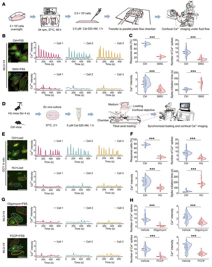 The intracellular Ca2+ response to reloading in osteocytes exposed to pr...