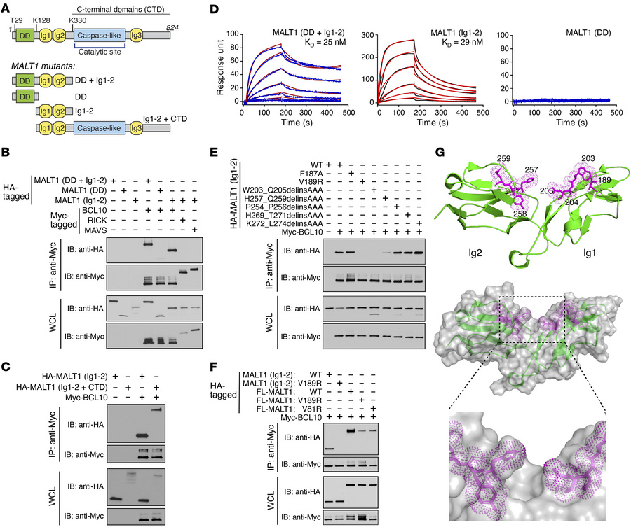Identification of a BCL10-binding site at the junction of MALT1 Ig1 and ...