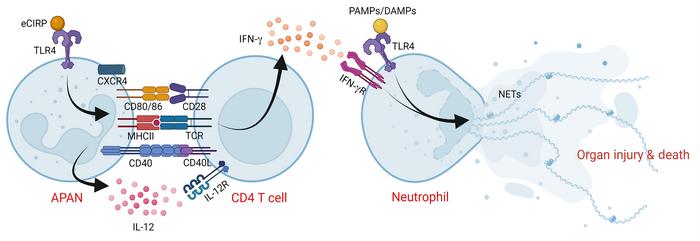APANs exacerbate sepsis by inducing IFN-γ production in CD4+ T cells.
eC...