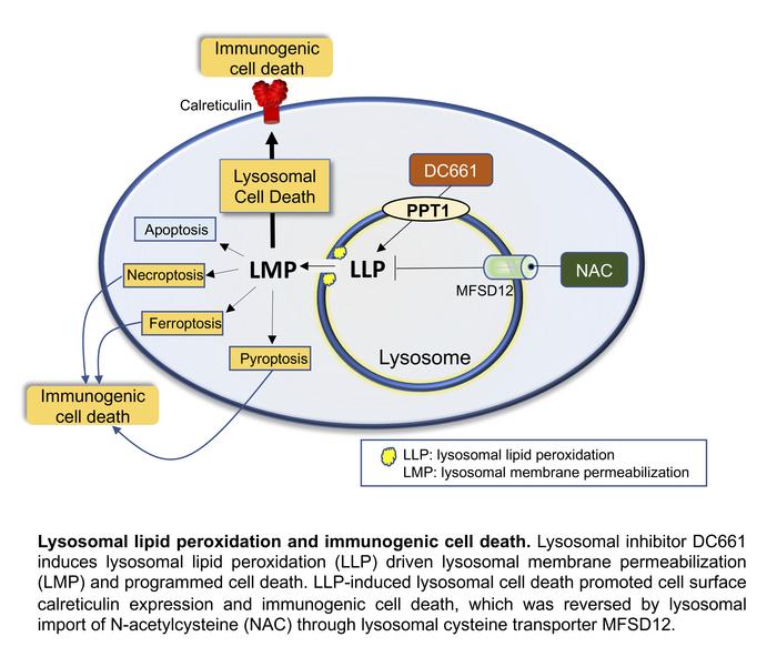 JCI - Lysosomal lipid peroxidation regulates tumor immunity