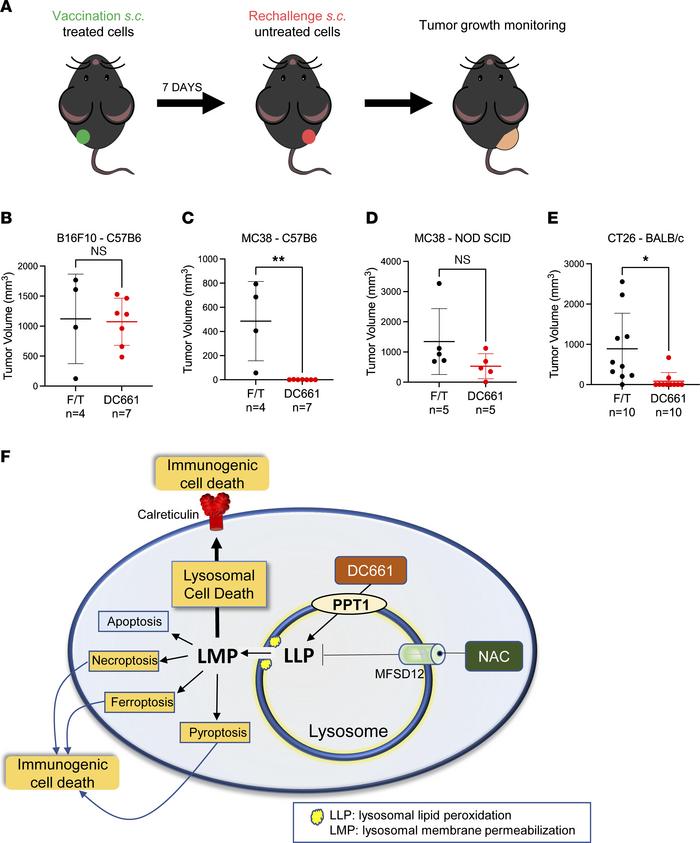 Inoculation of DC661-treated cells produces tumor rejection in specific ...
