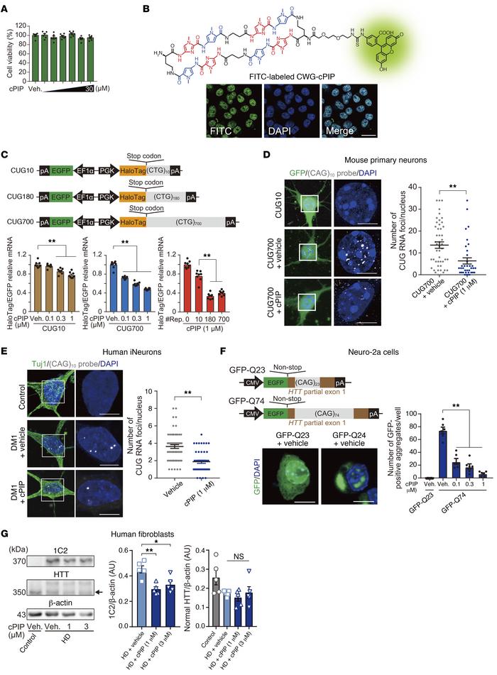 Attenuation of pathogenic CUG RNA foci and polyQ aggregates in DM1 and H...