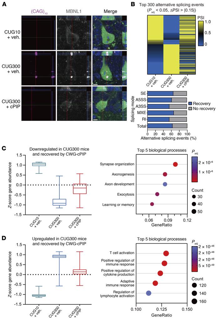 Restoration of splicing defects and gene expression changes seen in CUG3...