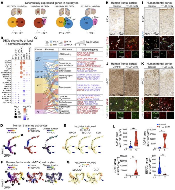 Conserved transcriptomic and phenotypic changes in astrocytes in FTLD-GR...