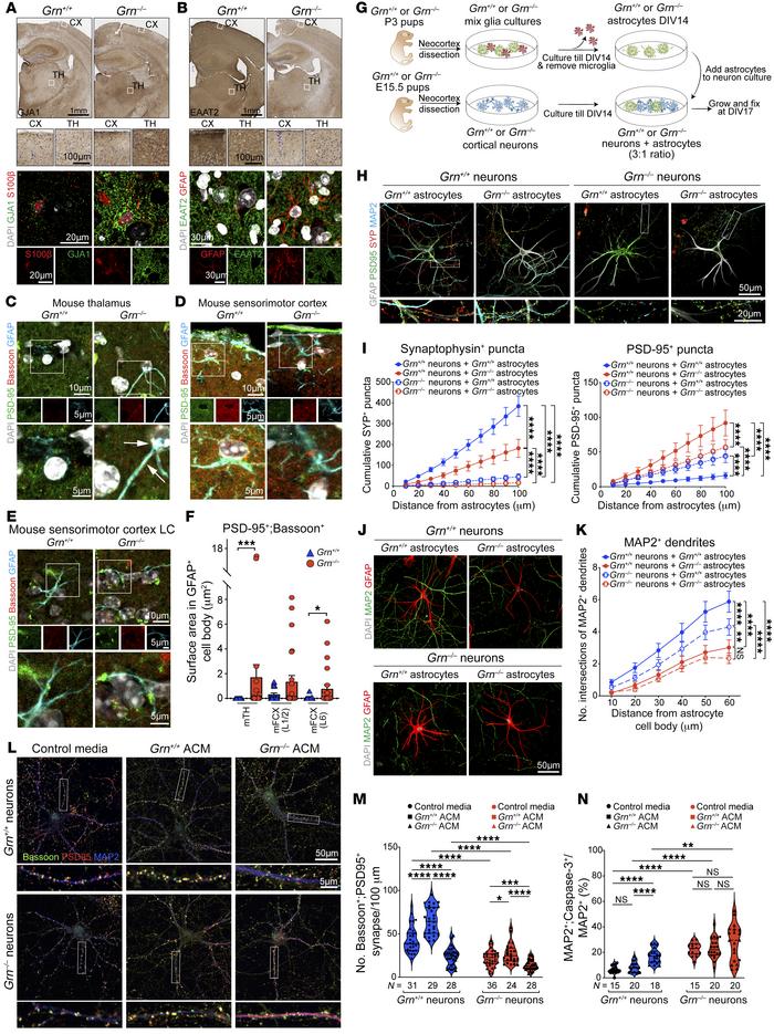 
Grn–/– astrocytes promote synaptic and dendritic degeneration.
(A and B...