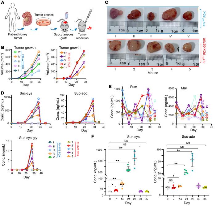 Relation between FH-MT and plasma biomarker levels in mice with PDX tumo...