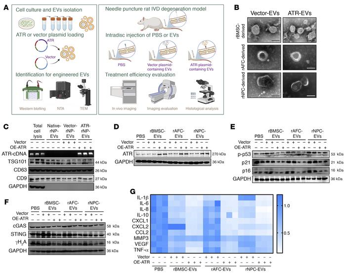 EV-based ATR-overexpressing plasmid cargo alleviates NP cell inflammator...