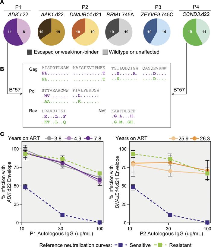 Proviruses contributing to viremia show variable proportion of CTL escap...