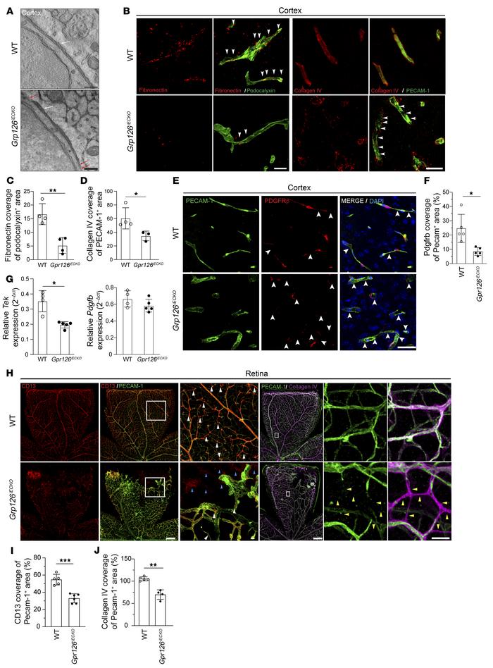 GPR126 orchestrates BM protein deposition and ensures vascular pericyte ...