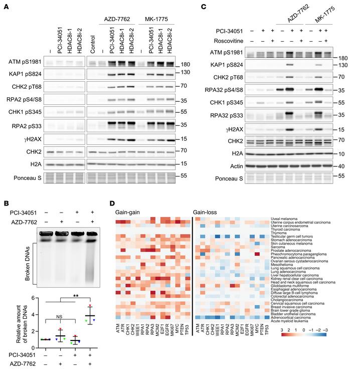 Coinhibition of HDAC8 and replication checkpoints elicits severe replica...