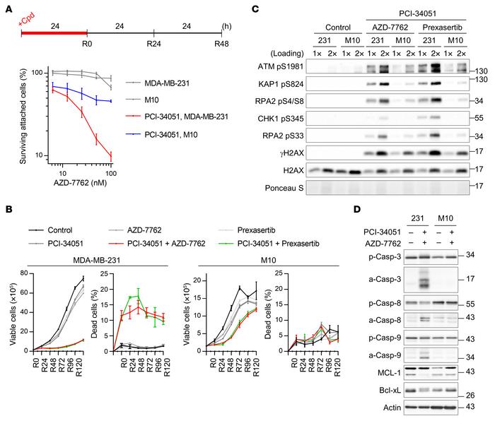 Synergistic cell killing by HDAC8 and checkpoint kinase inhibition is se...