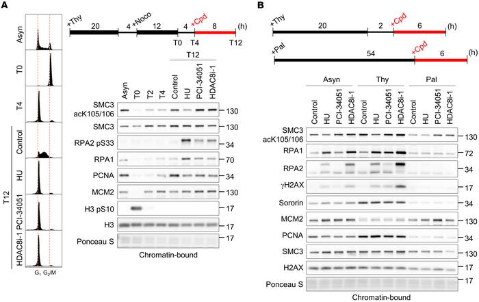 HDAC8 inhibition abrogates SMC3 deacetylation throughout the cell cycle....