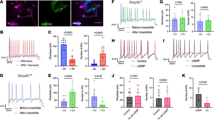 Neuropod cells regulate DRG neuron excitability through GUCY2C.
(A) Immu...