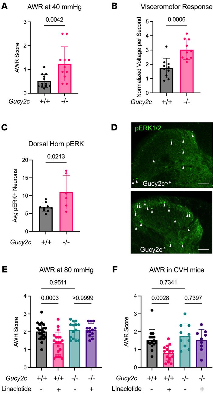 Gucy2c–/–mice exhibit a spontaneous VP syndrome that is refractory to li...