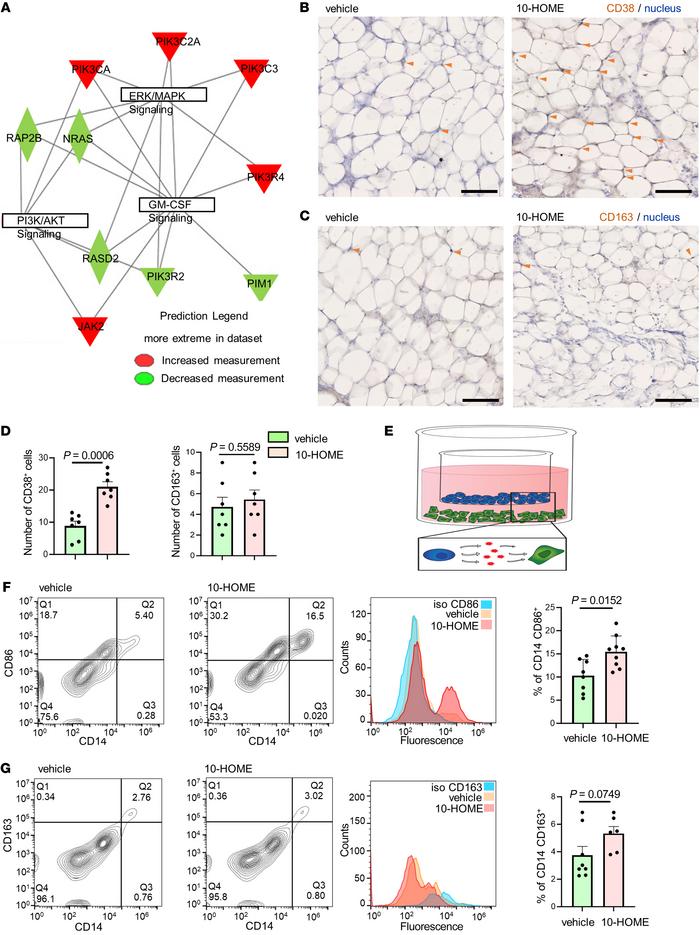 CD4+ T cells in reaction with 10-HOME polarize macrophages to M1 phenoty...
