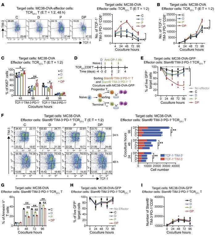 In vitro DP treatment significantly increases the effector function of C...