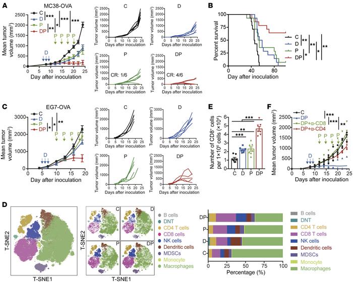 Administration of DP combination treatment inhibits tumor growth in vivo...
