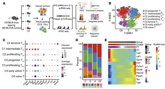 scRNA-Seq of tumor infiltrated T cells.
(A) Graphical overview of the ex...
